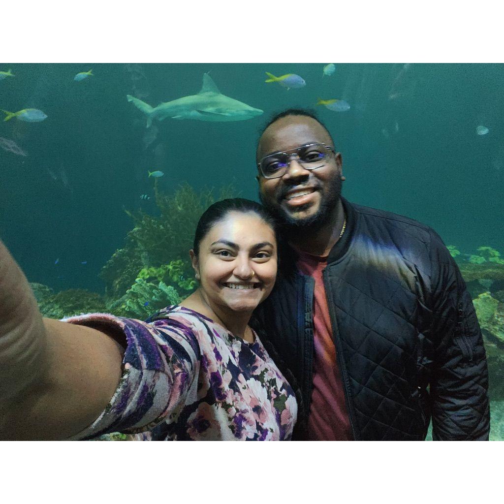 The time we finally made it to the Shed Aquarium