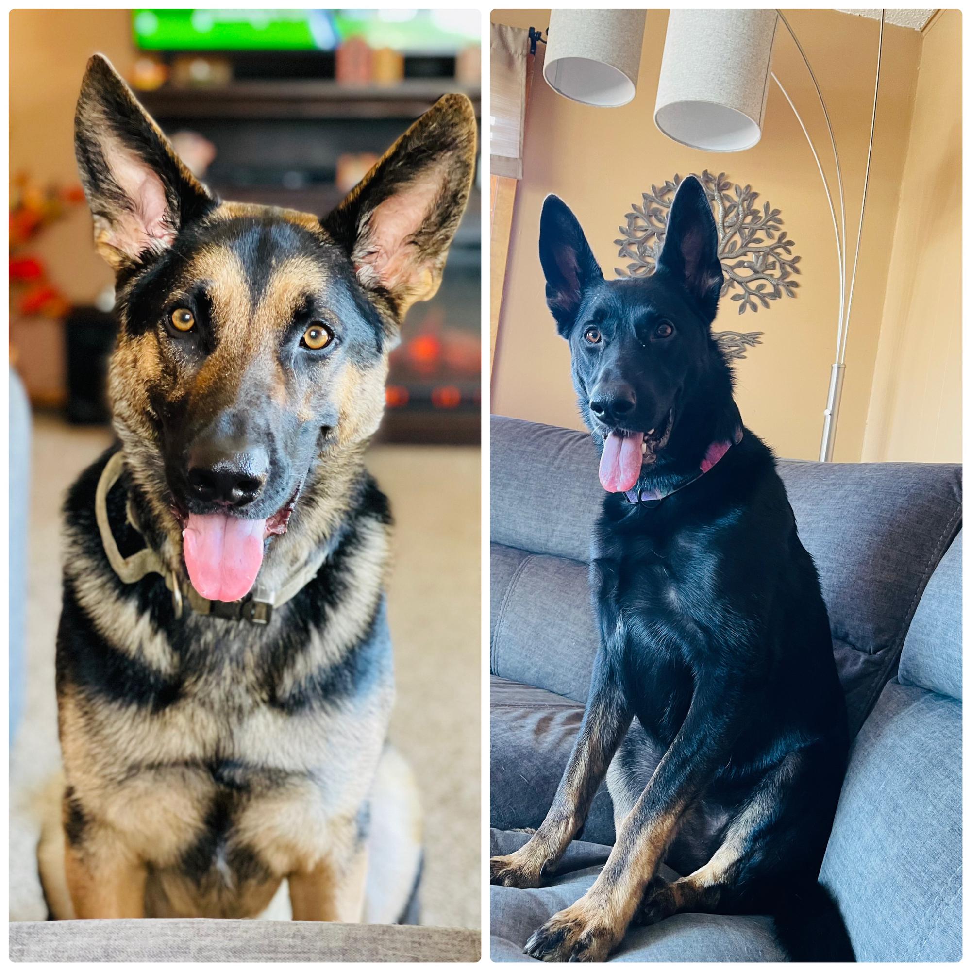 Zeke and Mya were Andrea and Jordon's beautiful sweet German Shepherds that unfortunately passed a few day before Christmas in 2021. They are missed so much everyday.