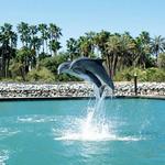 Dolphin Discovery Los Cabos