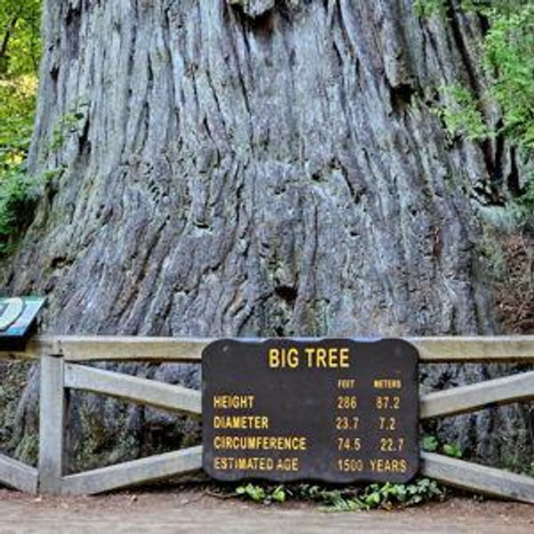 Honeymoon Fund: Redwood National Park