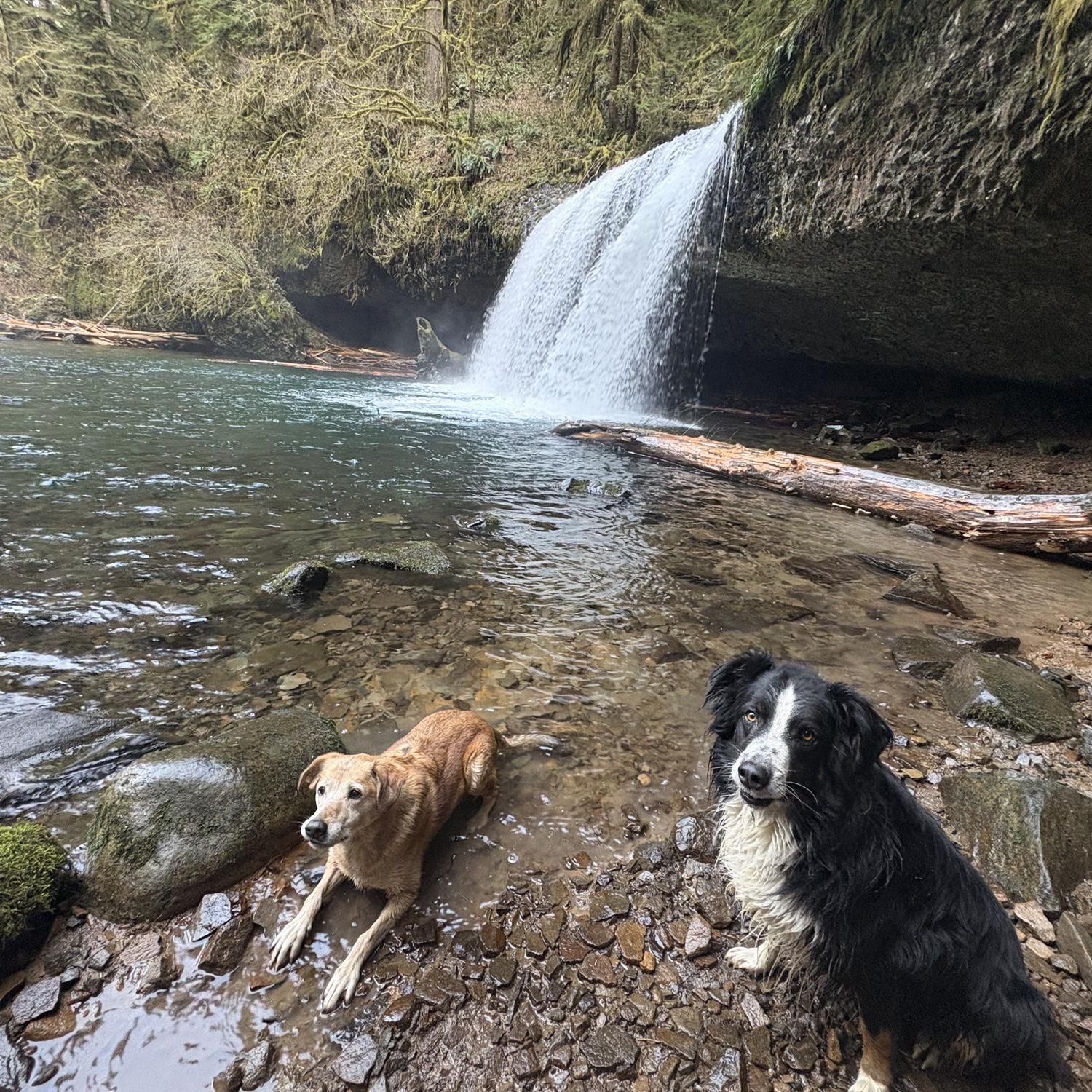 Our babies Molly (left) and Max (right) enjoying a FREEZING cold plunge in Scotts Mill