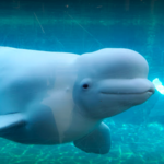 Mystic Aquarium