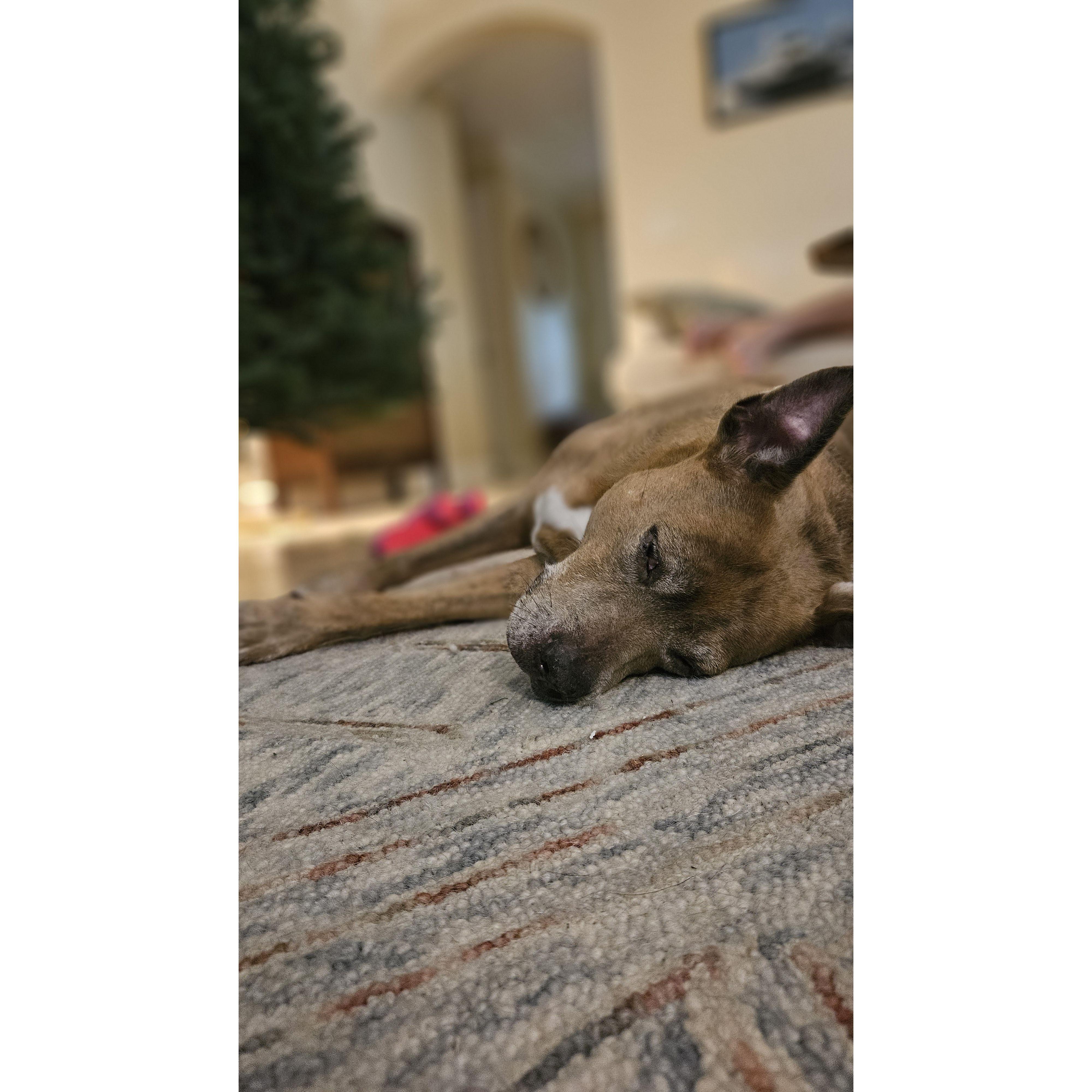 Rosco has had a very hard year, but we do think he will make it for our big day!