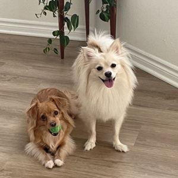 *READ ME!* Year's Supply Of Pet Treats