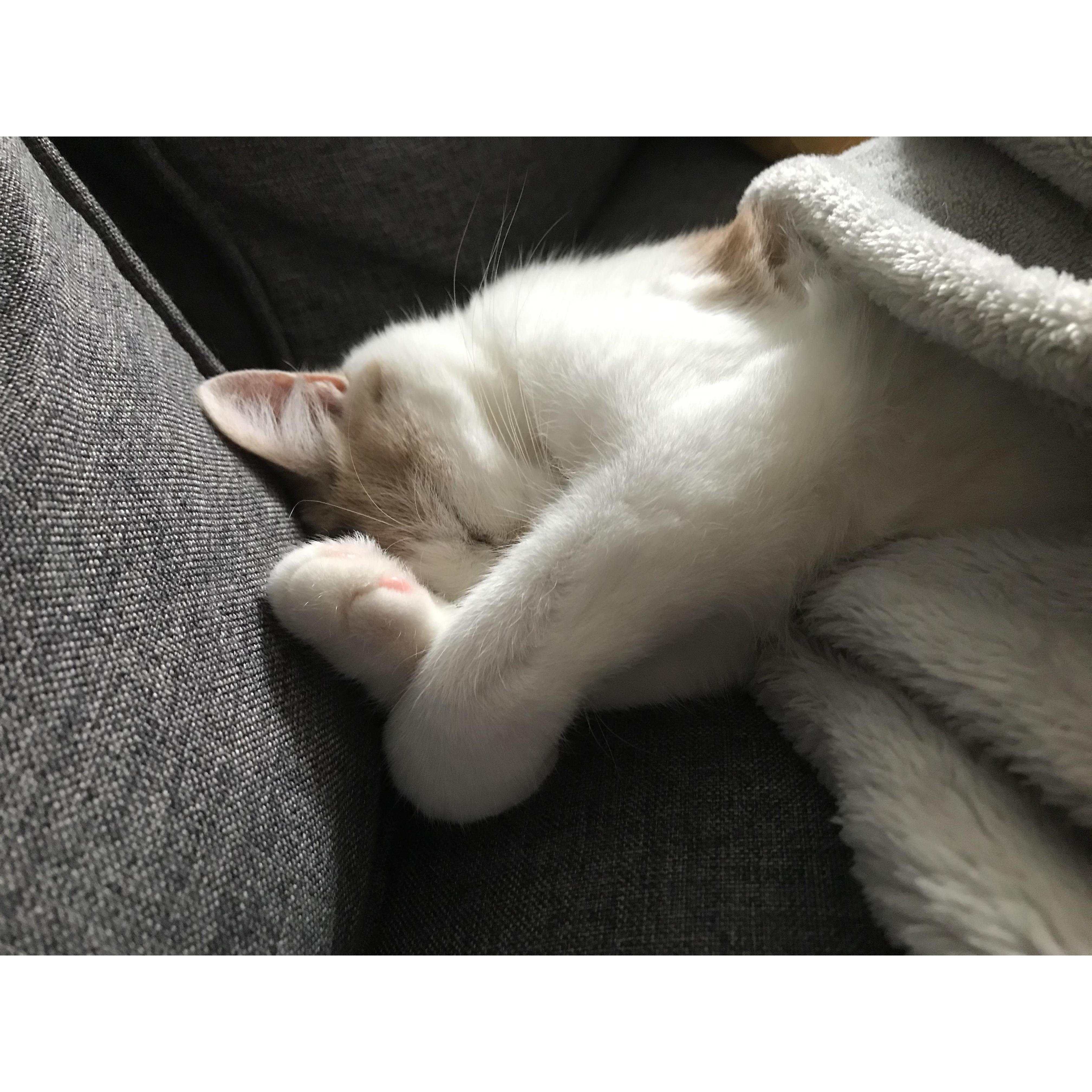 Lo Ah sleeping off her first hangover.