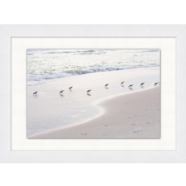 Sanderlings Framed Print