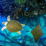 New England Aquarium