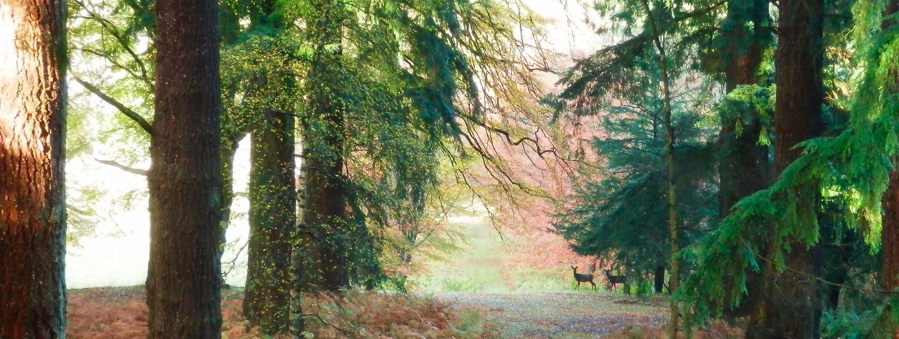 The Wedding Website of Joanna Wilkins and Steven Gemmell