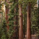 Sequoia National Park/ Kings Canyon National Park