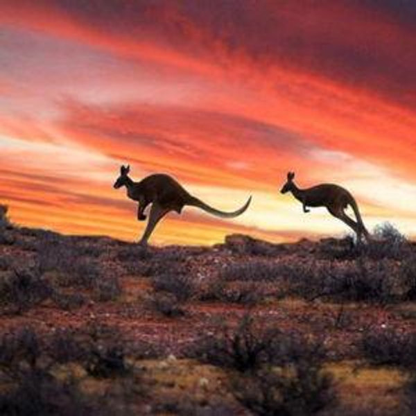 Australian Outback Kangaroo Safari