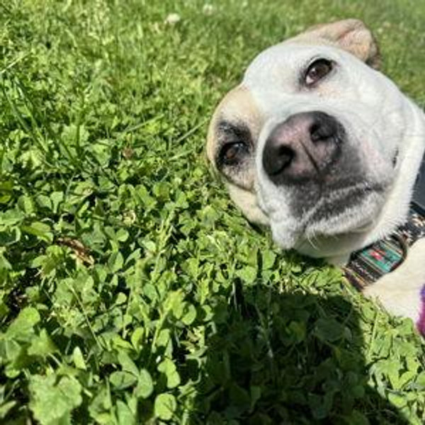 Georgie Girl!