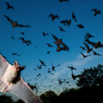 Bats at South Congress Bridge