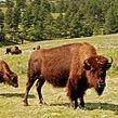 Custer State Park