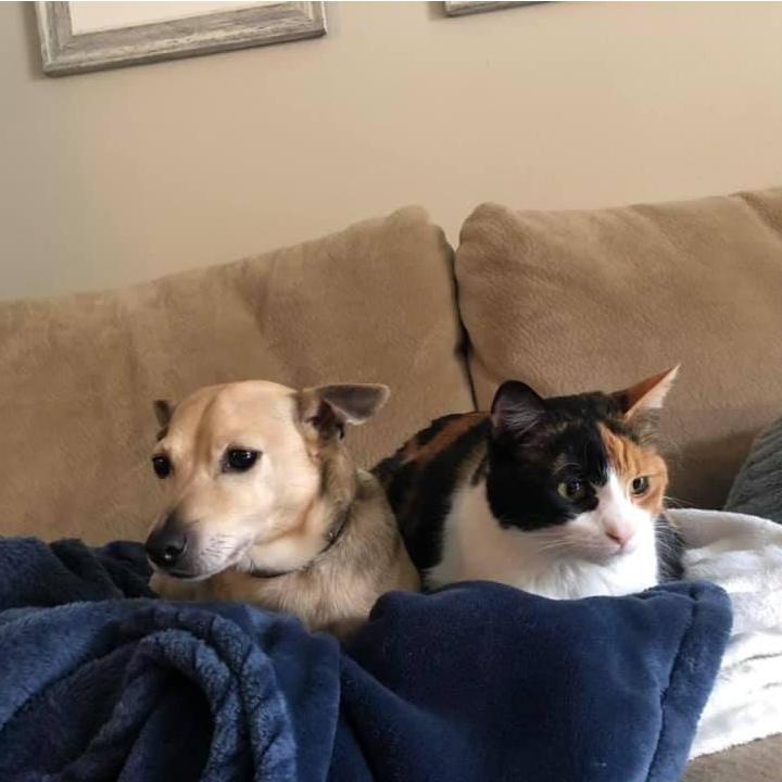 The step siblings love of the blue blanket overcame their general animosity.