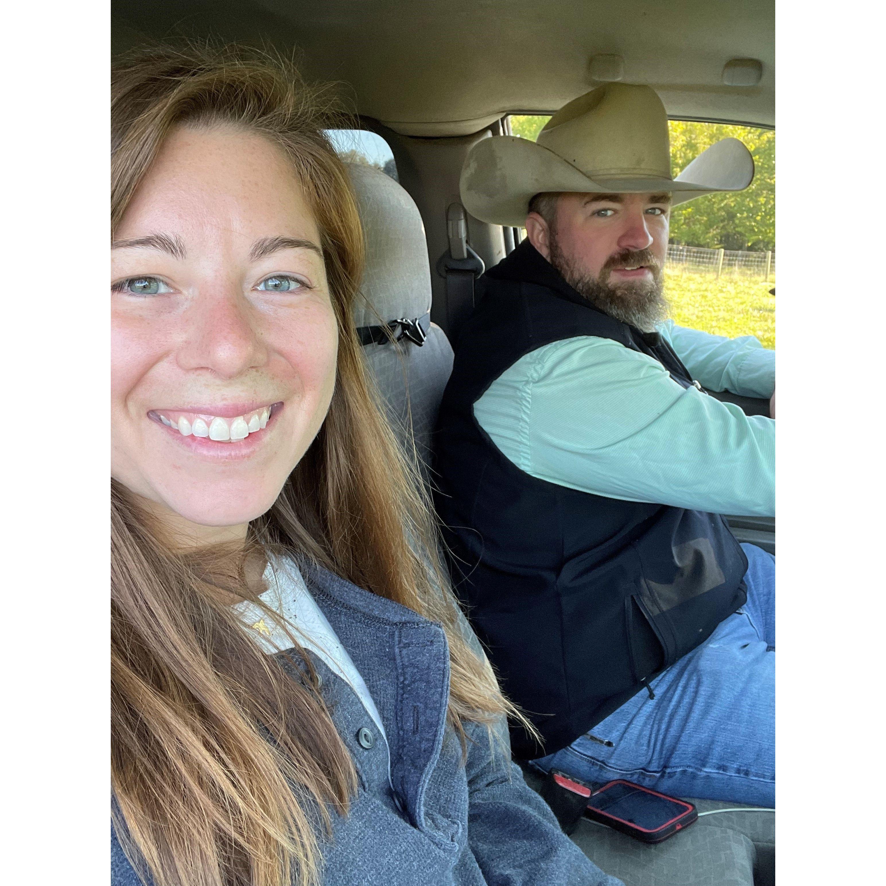 Checking cows during calving season