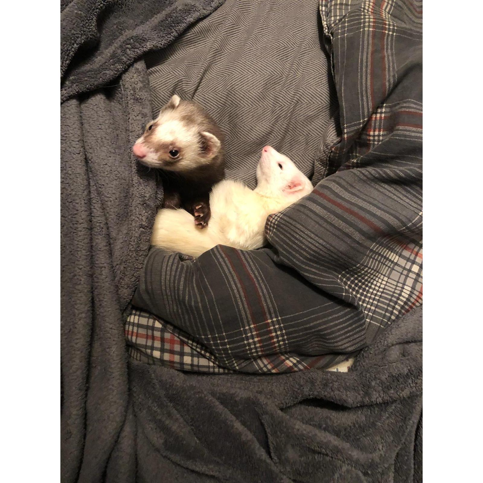 Lily and Oscar laying on Marks bed