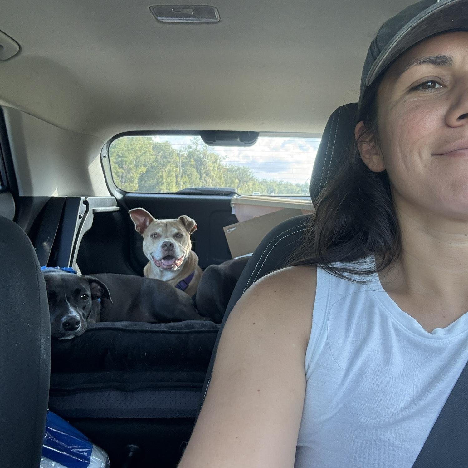 Stefs car during the big move, with all the dogs
