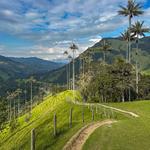 Cocora Valley