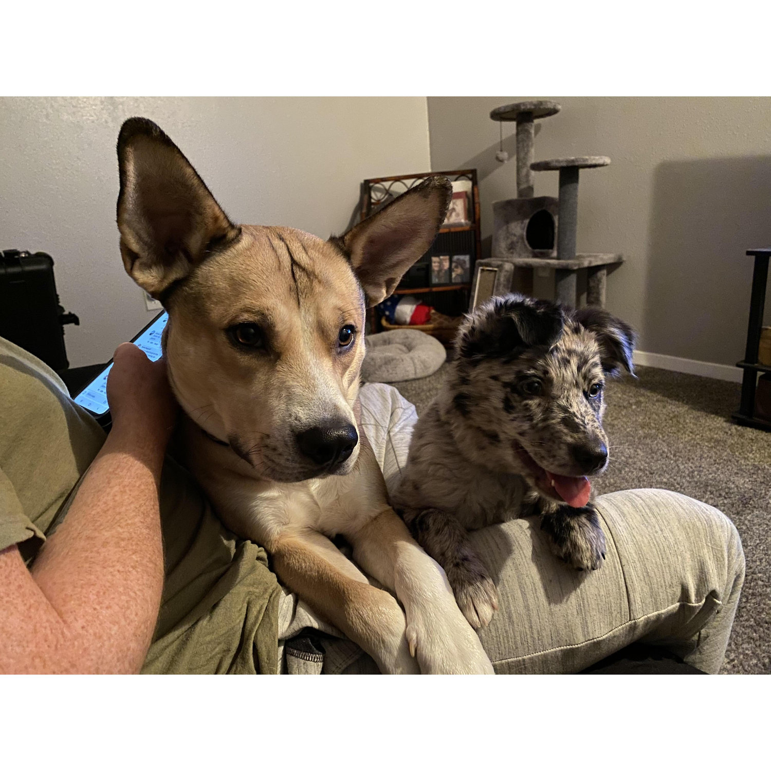 Justin and I have 3 fur babies. Here is Apollo and Willow