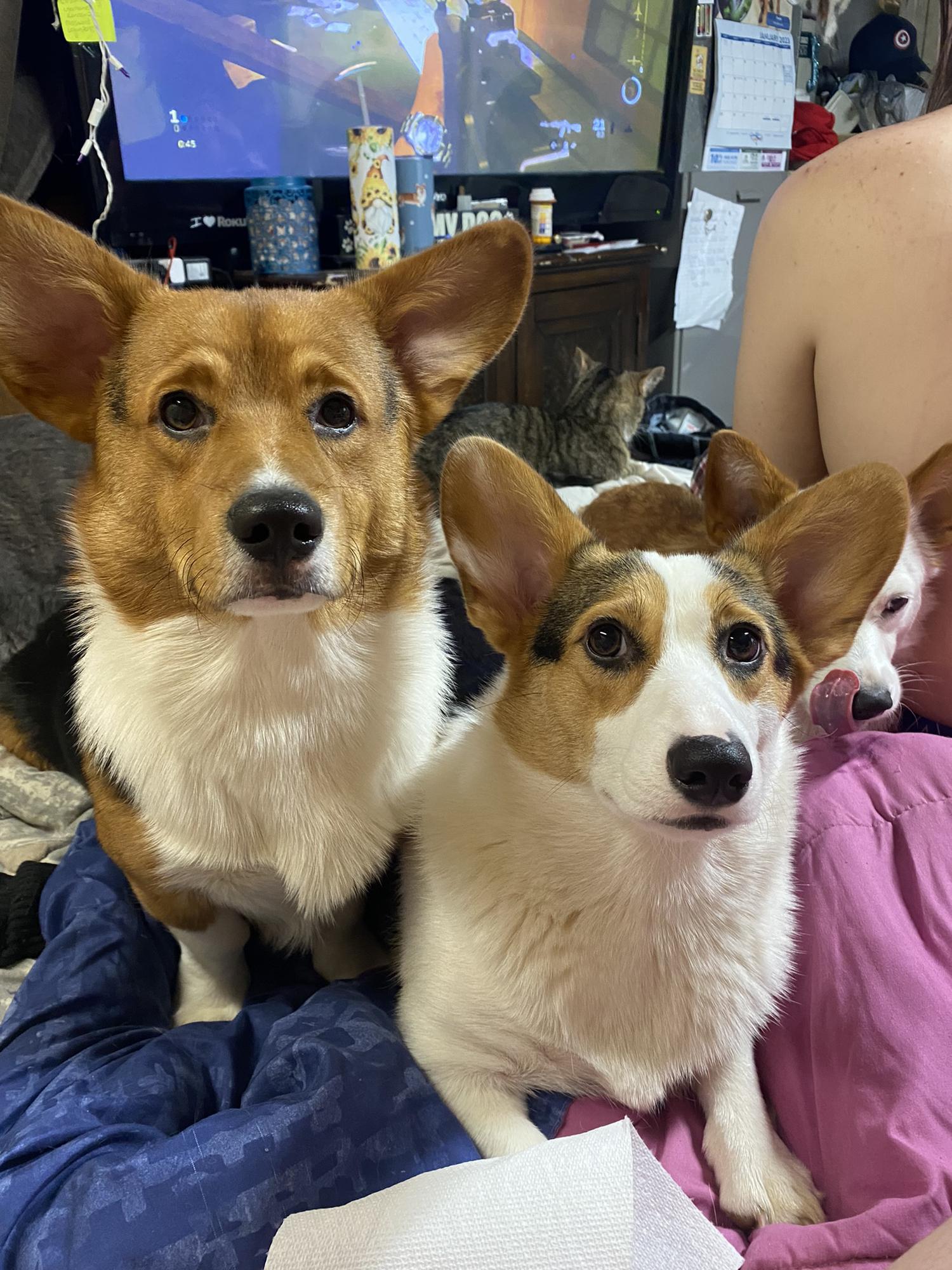 🐶🧡Archie And Willow💗🐶