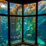 Monterey Bay Aquarium