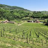 Wine Tasting