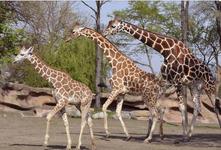 Detroit Zoo