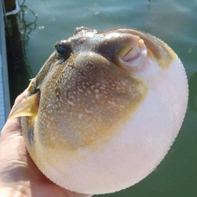 Sea Life Boat Tour
