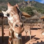 Cheyenne Mountain Zoo