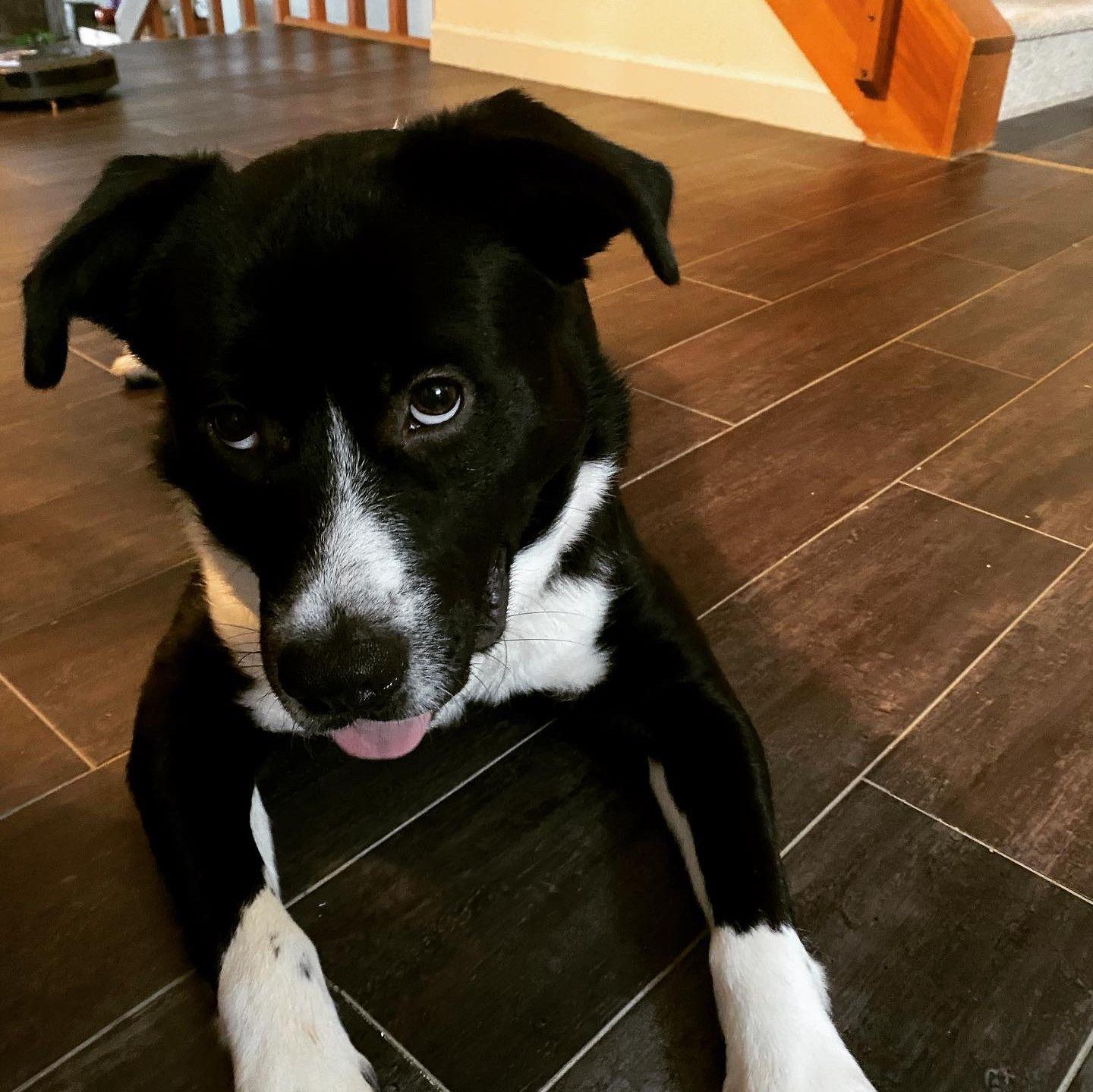 Ares first day as a foster puppy