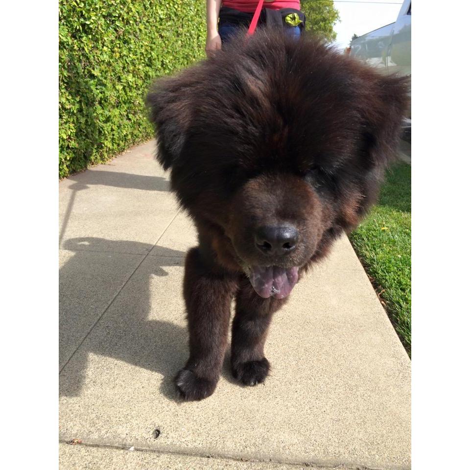 First photo of our first dog Chewie, adopted June 2015