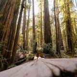 Armstrong Redwoods State Natural Reserve