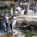 Woodland Park Zoo