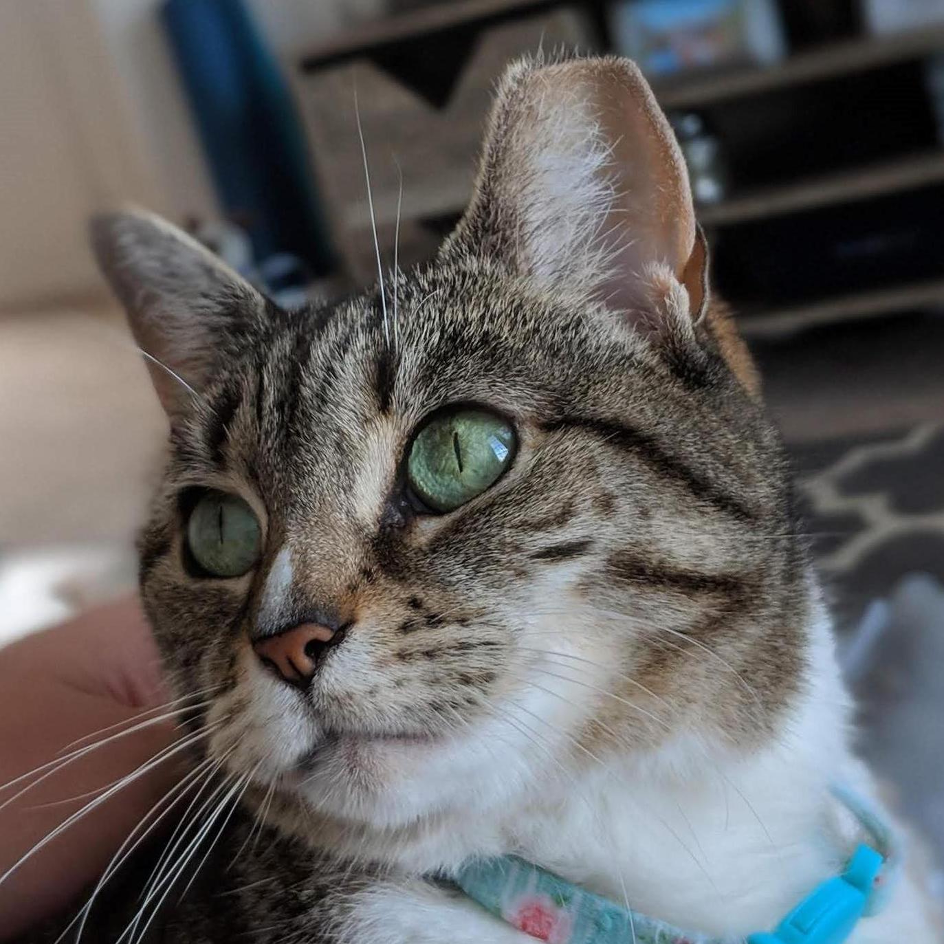 Millie