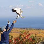 Hawk Ridge Bird Observatory