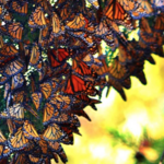 Monarch Butterfly Grove