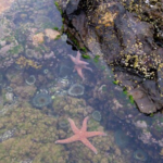 Abalone Cove Tide Pools