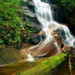 Davidson River