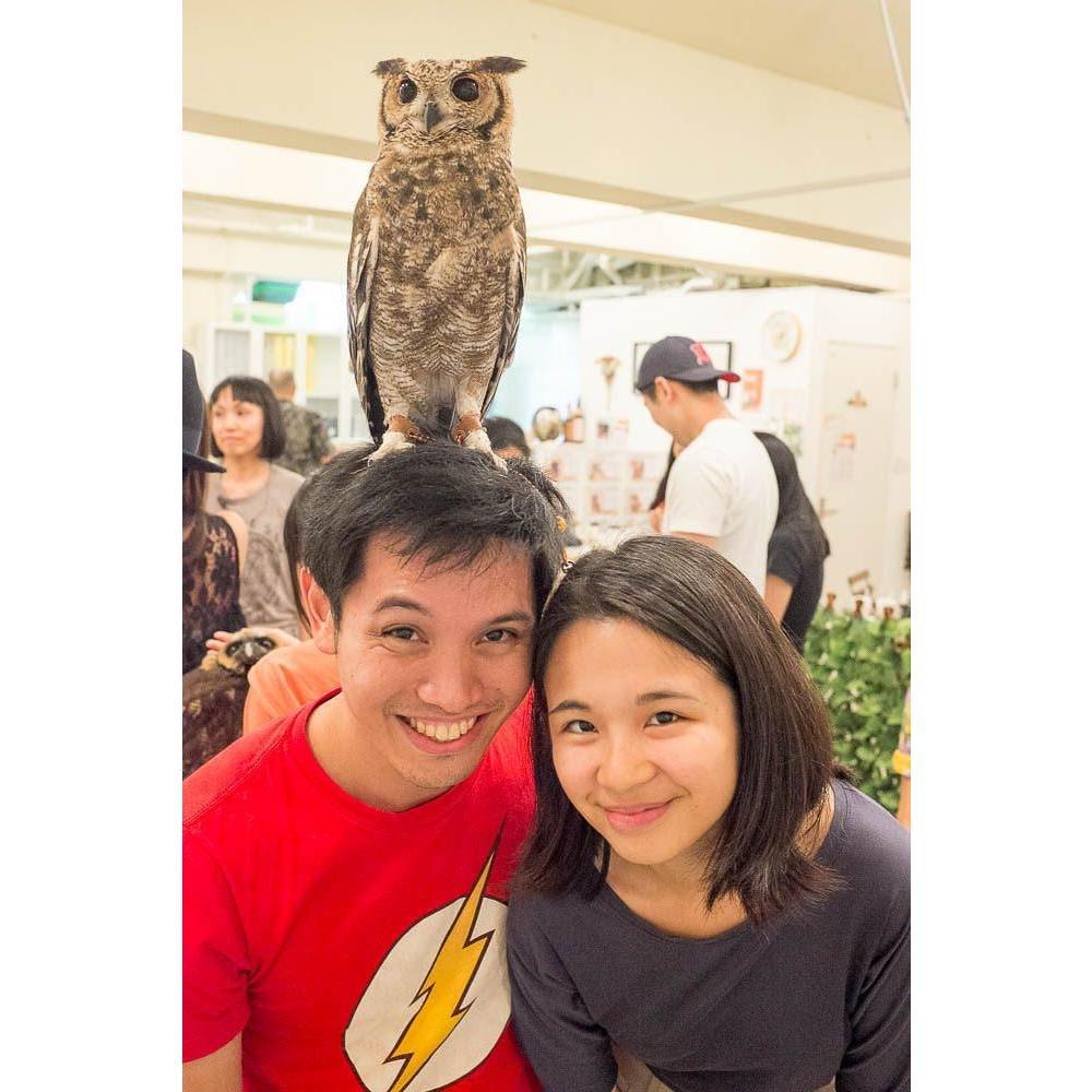 "insert owl pun here"