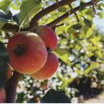 Apple Orchards