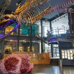 New Bedford Whaling Museum