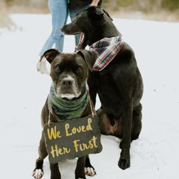 Year Supply Of Pet Treats