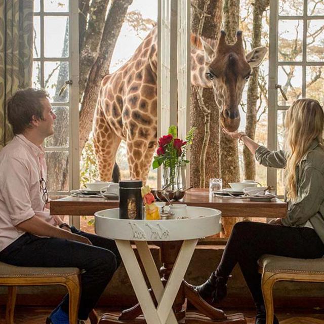 Honeymoon: Breakfast with Giraffes