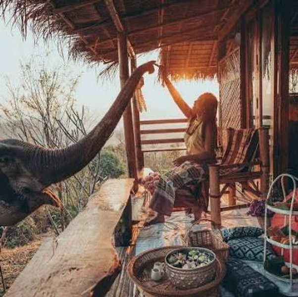 Stay at Elephant Sanctuary in Thailand