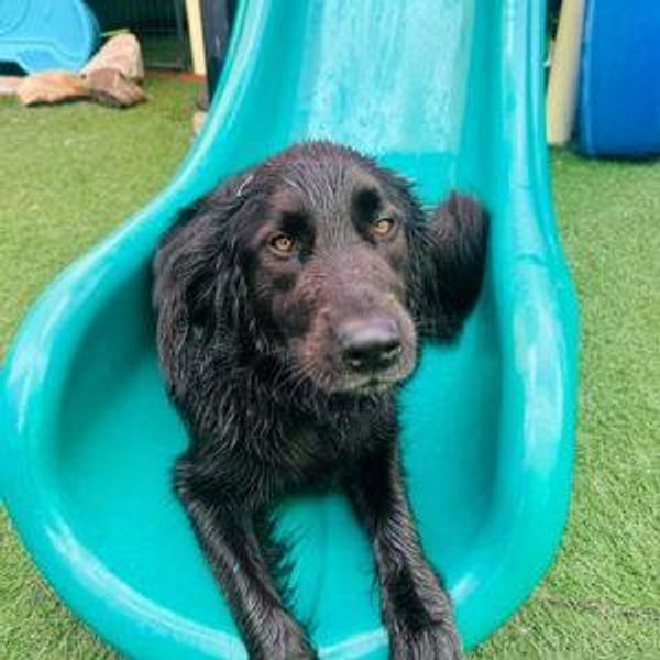 Nico's doggie hotel for 4 months (in dog year)