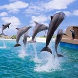 Sea Life Park Hawaii