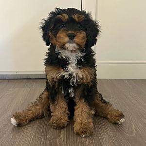 Alfie Fund!