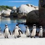 Boulders Beach Penguin Colony