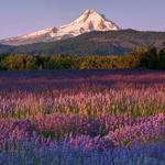 The Hood River Fruit Loop
