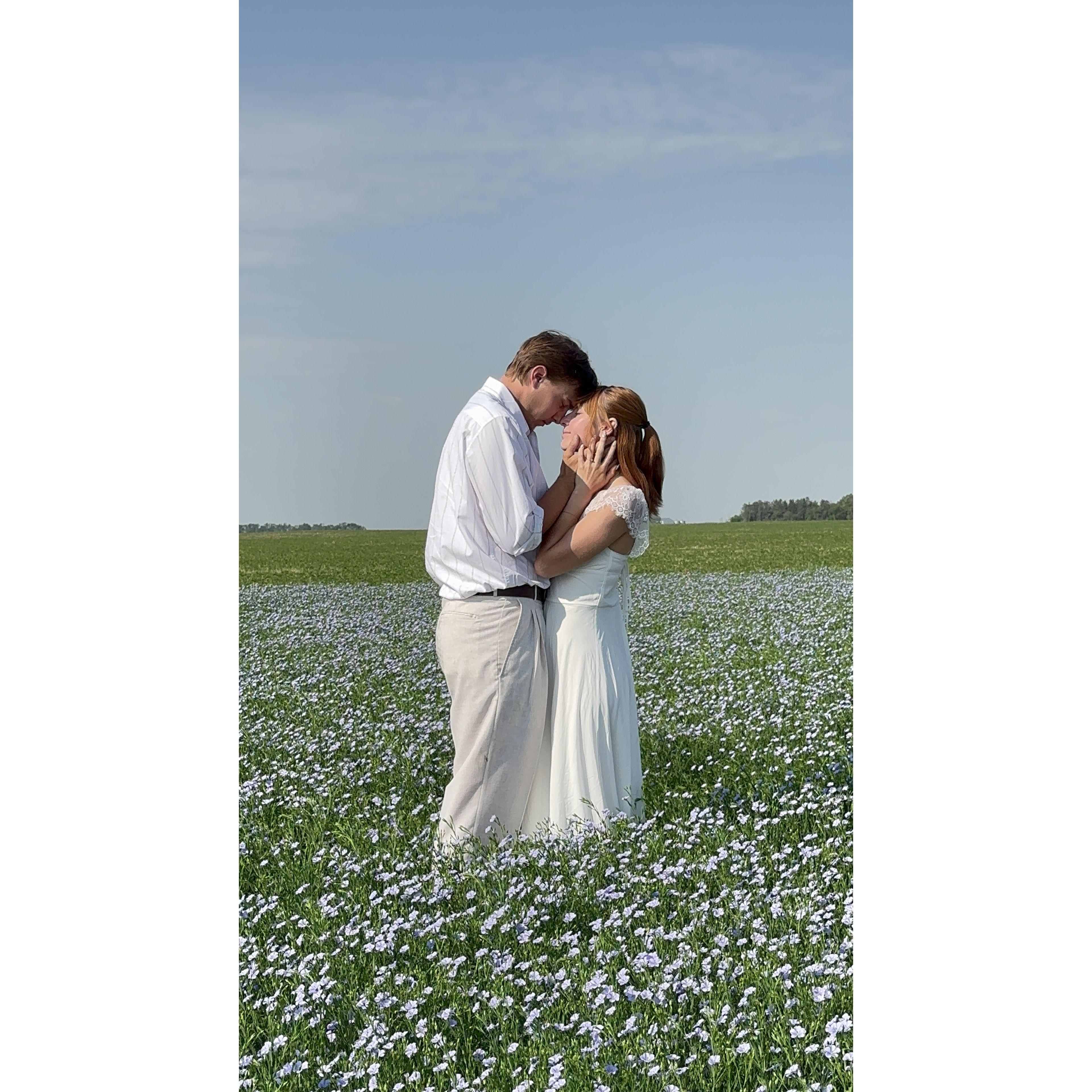 Flax Field Pictures in ND July 16,2024